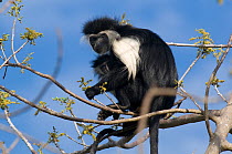 Peter's Angola Colobus Monkey (Colobus angolensis palliatus) mother and baby in branches. Kenya, Africa.