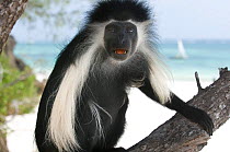 Peter's Angola Colobus Monkey (Colobus angolensis palliatus) on coast, Kenya, Africa.