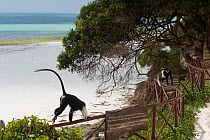 Peter's Angola Colobus Monkey (Colobus angolensis palliatus) climbing along beach fence. Kenya, Africa.