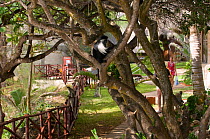 Peter's Angola Colobus Monkey (Colobus angolensis palliatus) in tree. Kenya, Africa.