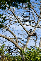 Peter's Angola Colobus Monkeys (Colobus angolensis palliatus) in canopy, with a rope bridge between trees to allow the monkeys to cross a road safely. Kenya, Africa.
