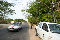 Primate Conservation Research and Rescue rangers constructing a rope bridge, so Colobus Monkeys can cross the road safely. Ukunda, Diani Beach, Kenya.