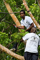 Primate Conservation Research and Rescue rangers constructing a rope bridge, so Colobus Monkeys can cross the road safely. Ukunda, Diani Beach, Kenya.