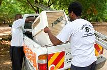 Primate Conservation Research and Rescue rangers taking a monkey cage from the back of their vehicle. Ukunda, Diani Beach, Kenya.