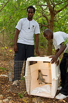 Primate Conservation Research and Rescue rangers releasing a rehabilitated Grivet Monkey (Chlorocebus aethiops). Ukunda, Diani Beach, Kenya.