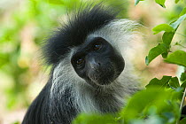 Portrait of Peter's Angolan Colobus Monkey (Colobus angolensis palliatus). Ukunda, Kenya.