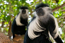 Peter's Angolan Colobus Monkeys (Colobus angolensis palliatus). Ukunda, Kenya.