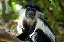 Portrait of Peter's Angolan Colobus Monkey (Colobus angolensis palliatus) with closed eyes. Ukunda, Kenya.
