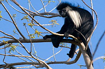 Peter's Angolan Colobus Monkey (Colobus angolensis palliatus) in tree, Ukunda, Kenya.