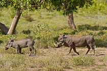 Desert Warthog (Phacochoerus aethiopicus delamerei), a sub-species of warthog thought extinct until rediscovery in the late 20th century. Tsavo National Park, Kenya, January 2009.