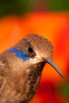 Brown Violet-ear Hummingbird (Colibri delphinae) portrait. Captive. La Paz Waterfall Gardens, Poas, Costa Rica.