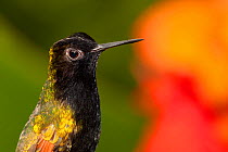 Black-bellied Hummingbird (Eupherusa nigriventris) in profile. Captive. La Paz Waterfall Gardens, Poas, Costa Rica.
