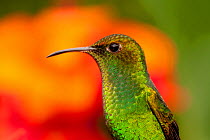 Coppery-headed Emerald Hummingbird (Elvira cupreiceps) in profile. Captive. La Paz Waterfall Gardens, Poas, Costa Rica.