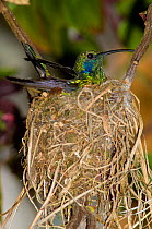 Green Violet-ear Hummingbird (Colibri thalassinus) sitting on nest. Savegre, Cerro de la Muerte, Costa Rica.