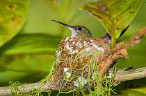 Blue Crowned Woodnymph Hummingbird (Thalurania colombica) sitting on nest. Bosque Nuboso, Monteverde, Costa Rica.