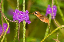 Stripe-throated Hermit Hummingbird (Phaethornis striigularis) hovering and feeding on purple flowers. Rancho Naturalista, Turrialba, Costa Rica.