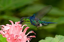 Blue-crowned Woodnymph Hummingbird (Thalurania colombica) hovering and feeding on flower. Rancho Naturalista, Turrialba, Costa Rica.
