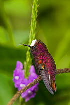 Snowcap Hummingbird (Microchera albocoronata). Rancho Naturalista, Turrialba, Costa Rica.