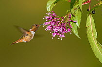 Scintillant Hummingbird (Selasphorus scintilla) in hovering flight feeding from flower. Savegre, Cerro de la Muerte, Costa Rica.