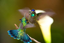 Magnificent Hummingbird (Eugenes fulgens) and Green Violet-ear Hummingbird (Colibri thalassin) fighting. Savegre, San Gerardo de Dota, Cerro de la Muerte, Costa Rica.