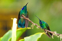Two Green Violet-ear Hummingbirds (Colibri thalassin) perched. Savegre,San Gerardo de Dota, Cerro de la Muerte, Costa Rica.