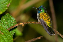Violet-headed Hummingbird (Klais guimeti). Rancho Naturalista, Turrialba, Costa Rica.