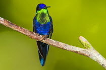 Blue-crowned Woodnymph Hummingbird (Thalurania colombica). Rancho Naturalista, Turrialba, Costa Rica.