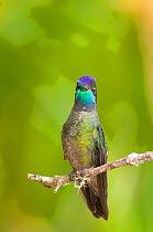 Magnificent Hummingbird (Eugenes fulgens) perched. Savegre, Cerro de la Muerte, Costa Rica.