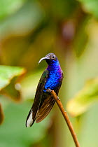 Violet Sabrewing Hummingbird (Campylopterus hemileucurus). Poas Volcano National Park, Caribbean Coast, Vara Branca, Costa Rica.