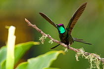 Magnificent Hummingbird (Eugenes fulgens) alighting on twig. Savegre,San Gerardo de Dota, Cerro de la Muerte, Costa Rica.