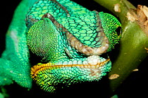 Panther Chameleon (Furcifer pardalis) portrait, demonstrating independent eye-movement. Captive, indigenous to Madagascar. Sequence 2