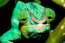 Panther Chameleon (Furcifer pardalis) portrait, with crossed-eyes. Captive, indigenous to Madagascar. Sequence 3