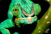 Panther Chameleon (Furcifer pardalis) portrait, demonstrating independent eye movement. Captive, indigenous to Madagascar. Sequence 4