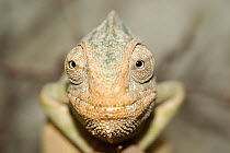 European Chameleon (Chamaeleo chamaeleon) portrait. Captive, indigenous to southern Europe. Sequence 2 of 5.