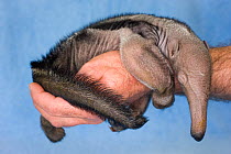 Baby Giant Anteater (Myrmecophaga tridactyla) at two weeks, around the arm of its keeper at Beauval Zoo, France. Endemic to South America. 2009.