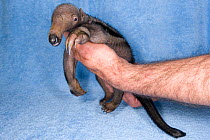 Baby Giant Anteater (Myrmecophaga tridactyla) at two weeks, being held by a keeper at Beauval Zoo, France. Endemic to South America. 2009.