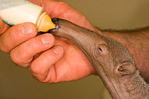 Baby Giant Anteater (Myrmecophaga tridactyla) at two weeks, being fed by its keeper at Beauval Zoo, France. Endemic to South America. 2009.