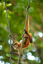 Black-handed Spider Monkey (Ateles geoffroyi) hanging from ropes. These monkeys have been captively bred and are being prepared for release into their natural forest habitat. Zoo Ave, San Jose, Costa...