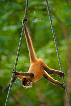 Black-handed Spider Monkey (Ateles geoffroyi) hanging from ropes. These monkeys have been captively bred and are being prepared for release into their natural forest habitat. Zoo Ave, San Jose, Costa...