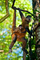 Black-handed Spider Monkey (Ateles geoffroyi) mother climbing with baby on back. These monkeys have been captively bred and are being prepared for release into their natural forest habitat. Zoo Ave, S...