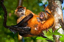 Black-handed Spider Monkey (Ateles geoffroyi) mother resting with baby on back. These monkeys have been captively bred and are being prepared for release into their natural forest habitat. Zoo Ave, Sa...
