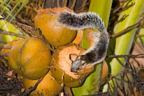 Variegated Squirrel (Sciurus variegatoides) on coconut. Refuge Las Pumas, Bagaces, Guanacaste, Costa Rica.