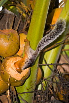 Variegated Squirrel (Sciurus variegatoides) feeding from coconut. Refuge Las Pumas, Bagaces, Guanacaste, Costa Rica.