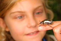 Child looking at Silver Jewel Scarab Beetle (Chrysina optima) on her finger, Poas Volcano National Park, Caribbean Coast, Vara Branca, Costa Rica. Model released