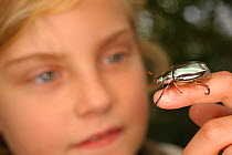 Child looking at Silver Jewel Scarab Beetle (Chrysina optima) on her finger Poas Volcano National Park, Caribbean Coast, Vara Branca, Costa Rica. Model released