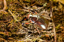 Silver Jewel Scarab Beetle (Chrysina optima). Poas Volcano National Park, Caribbean Coast, Vara Branca, Costa Rica.