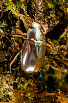 Silver Jewel Scarab Beetle (Chrysina optima). Poas Volcano National Park, Caribbean Coast, Vara Branca, Costa Rica.