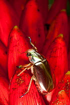 Silver Jewel Scarab Beetle (Chrysina optima) on red petals. Poas Volcano National Park, Caribbean Coast, Vara Branca, Costa Rica.