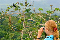Young girl watching Three Toed Sloth (Bradypus variegatus) and vultures in canopy. Panama City region, Canal rainforest, Panama.