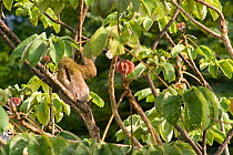 Brown-throated Three-toed Sloth (Bradypus variegatus) in canopy. Panama City region, Canal rainforest, Panama.